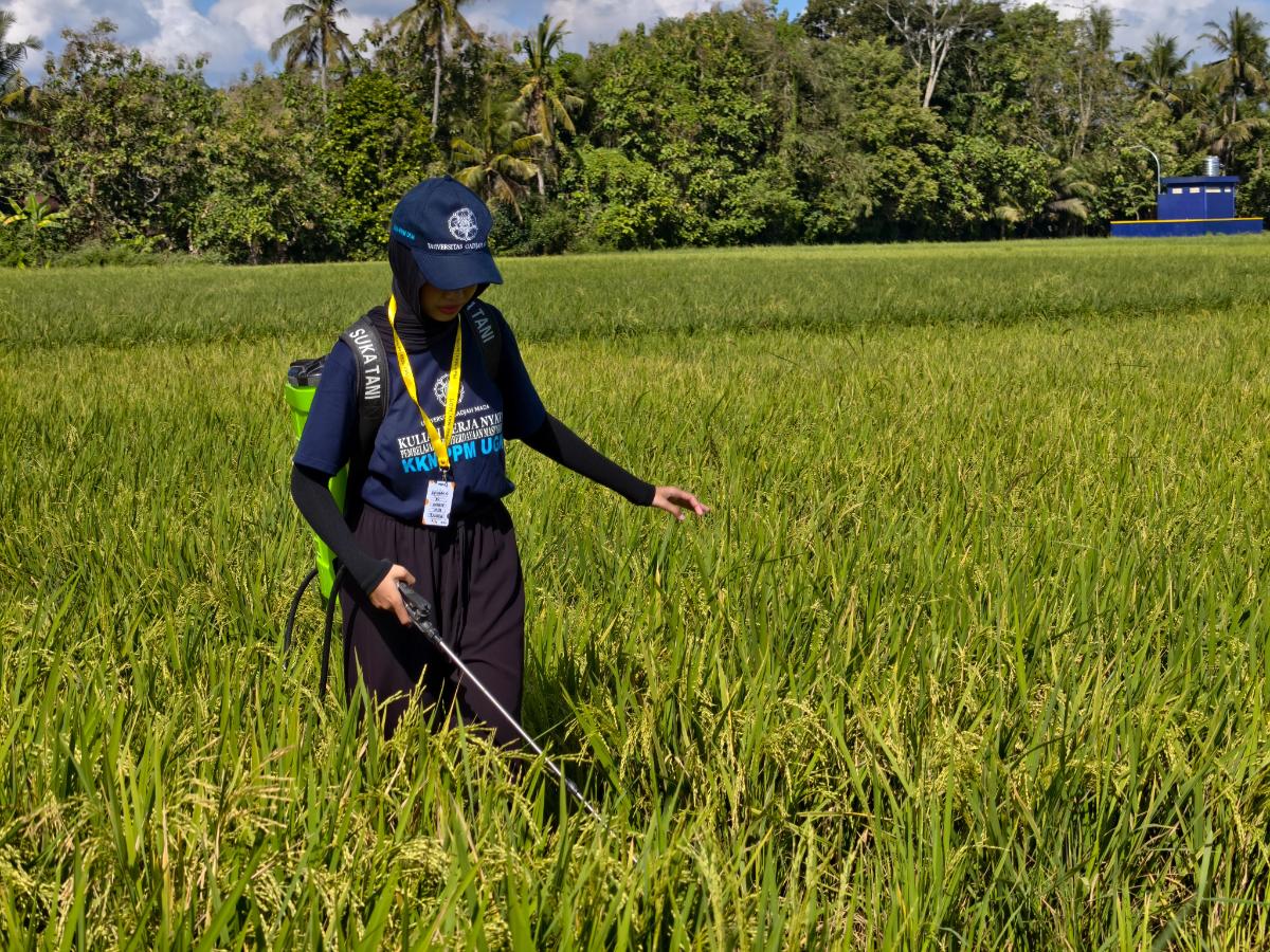 Pengendalian Hama di Sawah oleh KKN-PPM UGM